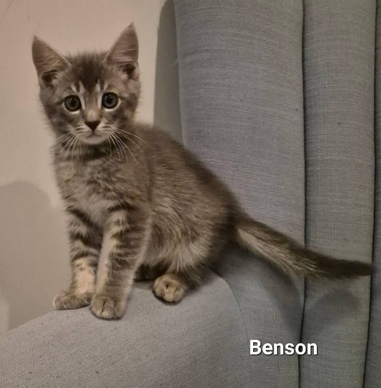 Benson Benson